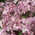 Deutzia x elegantissima 'Rosealind' 2